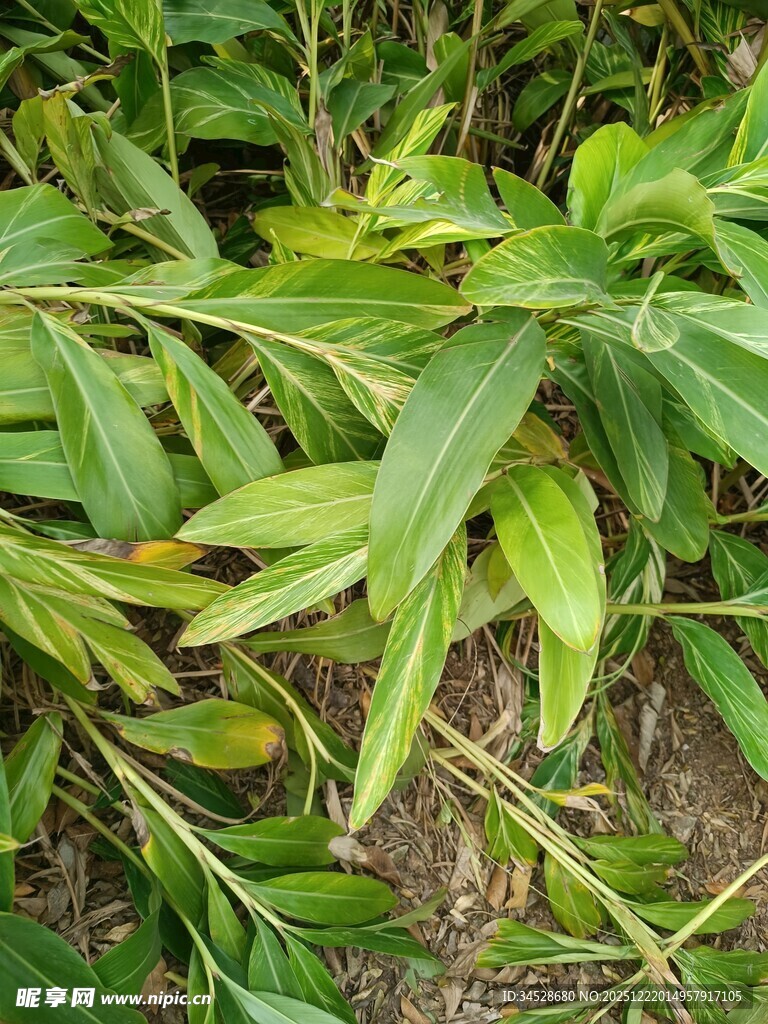 嫩绿叶片植物特写