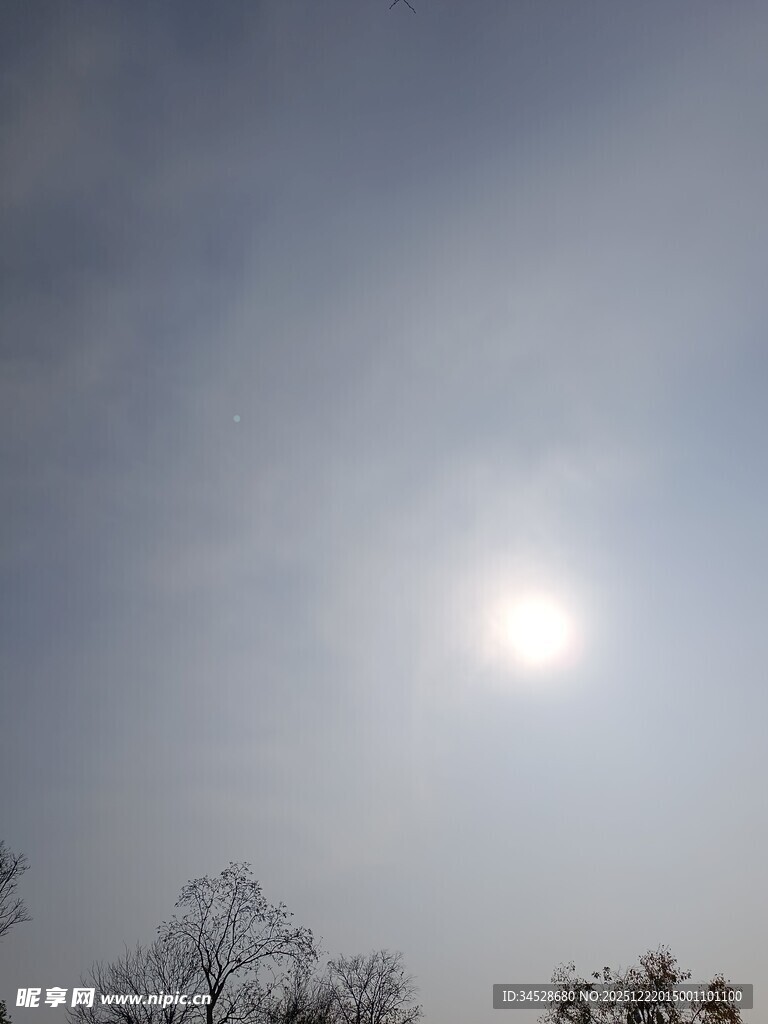 冬日暖阳下的树木景观