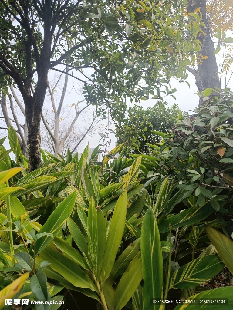 雨林中的繁茂绿植景观