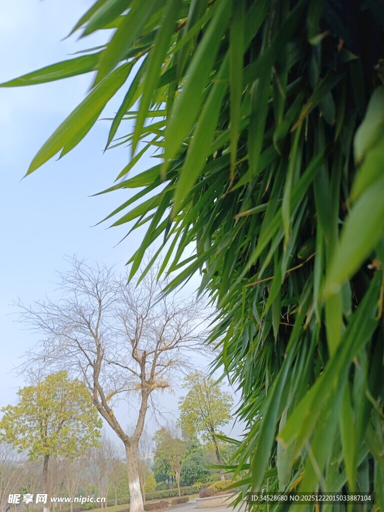 绿叶与光秃树木的对比