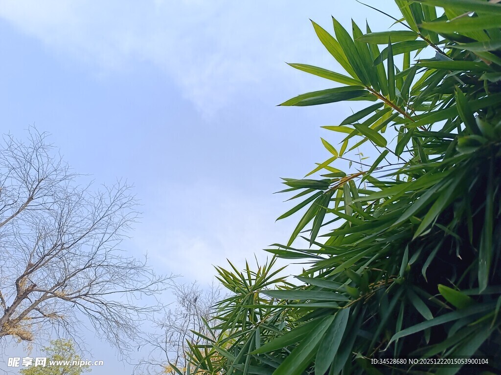 蓝天翠竹间的自然景致