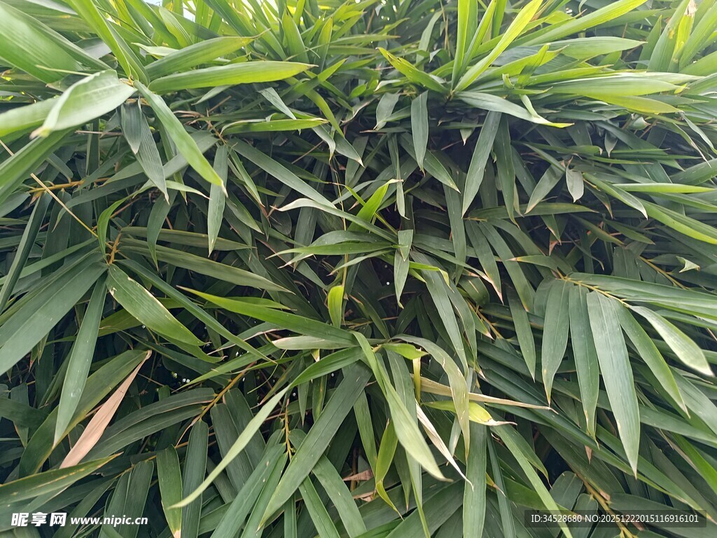 翠绿繁茂的热带植物叶片