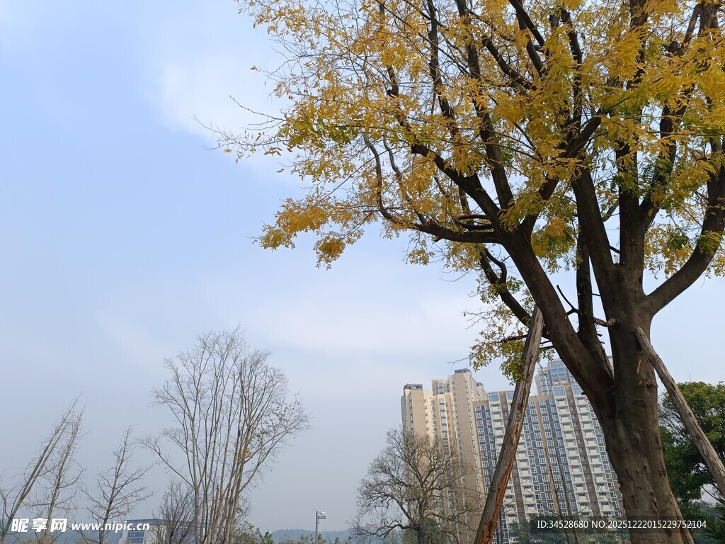 秋日城市中的金黄树木