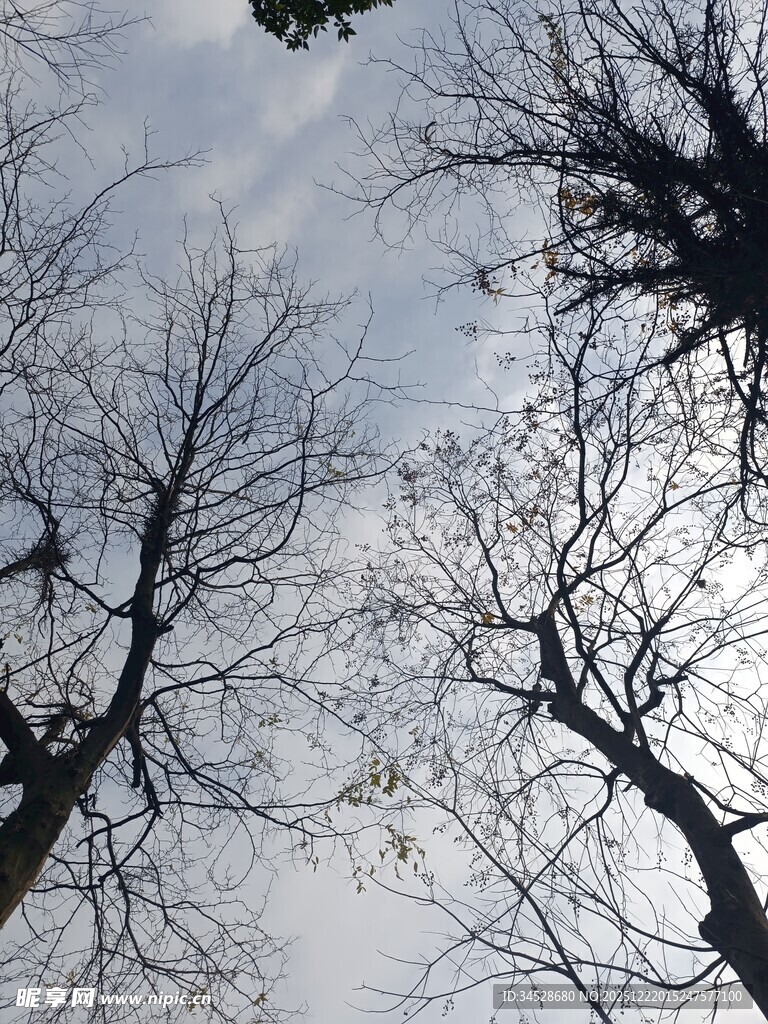 冬日枯树仰视图