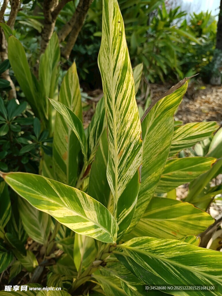黄绿相间的斑斓观叶植物