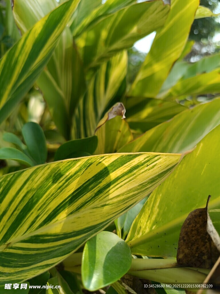 斑斓条纹叶片的植物特写