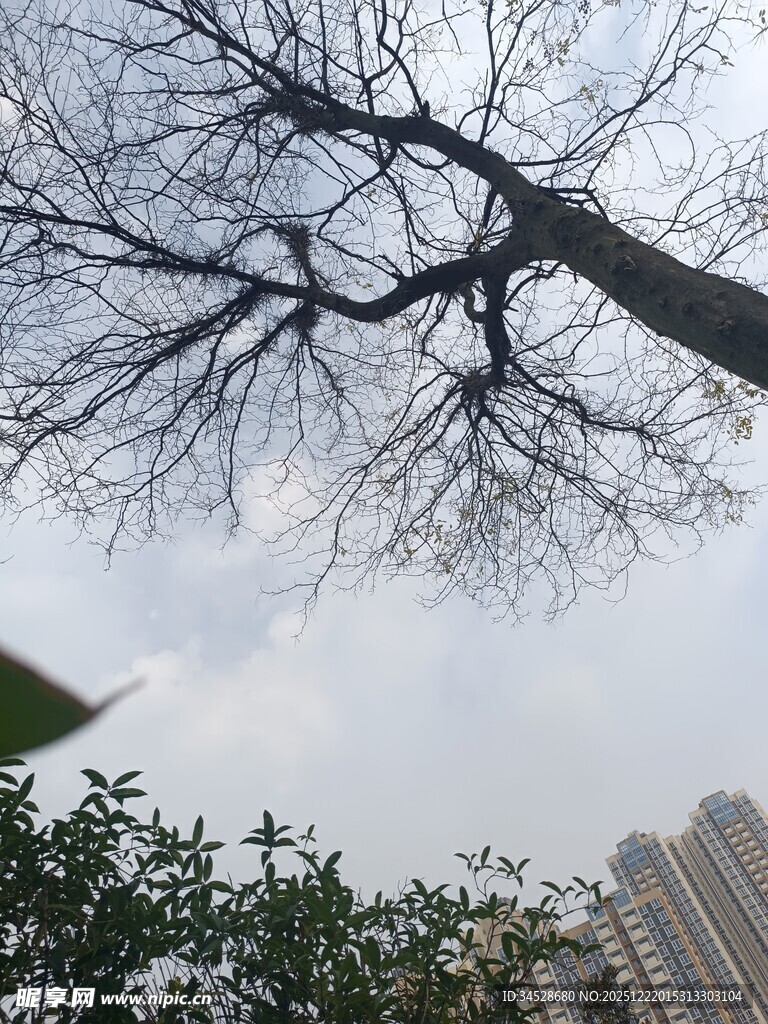 冬日枯树与城市建筑景观