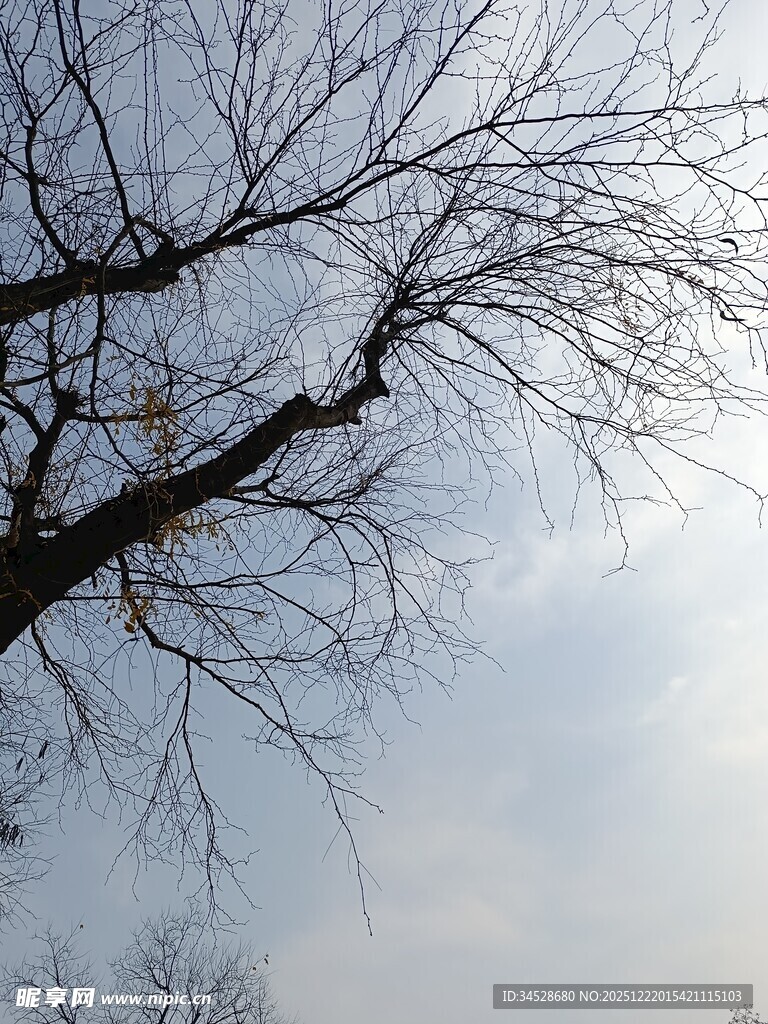 冬日光秃树枝与灰白天空