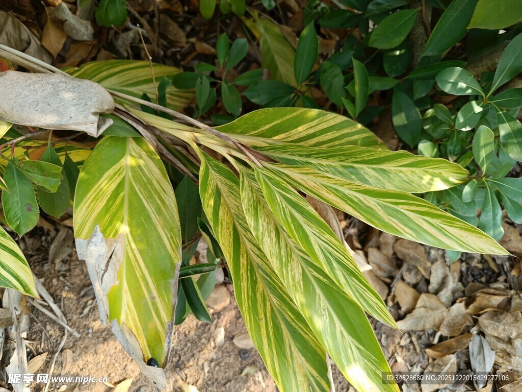 黄绿相间叶片植物特写