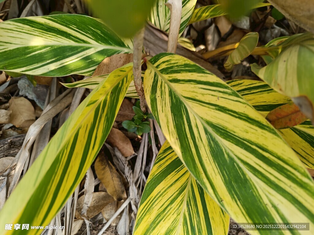 黄绿条纹叶片植物特写