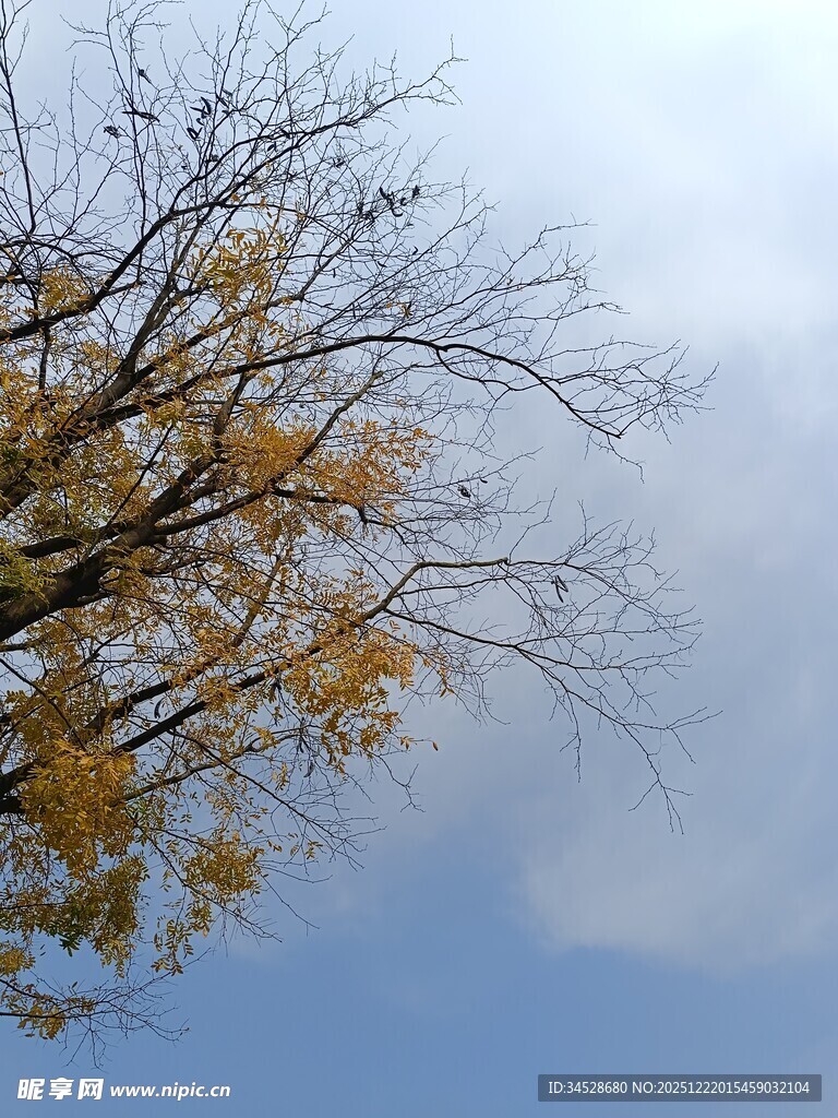 秋日枝头黄叶映蓝天