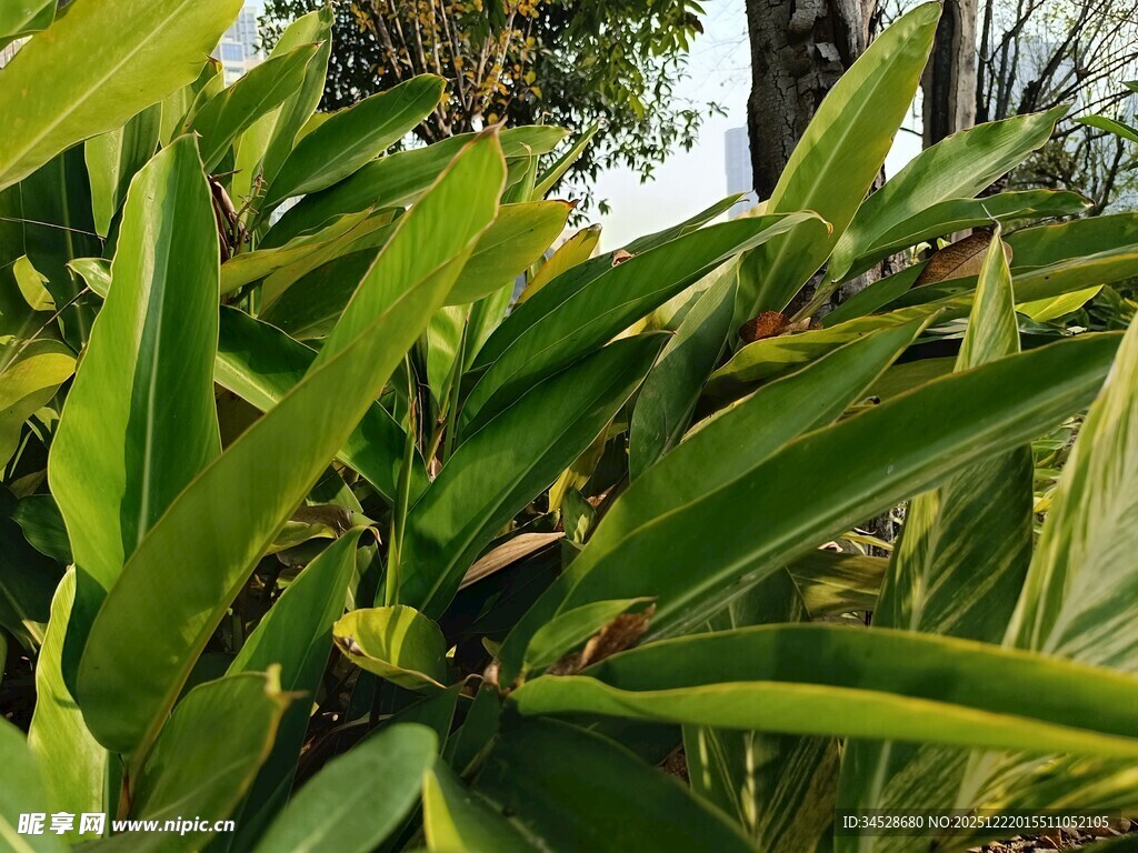 翠绿繁茂的热带植物