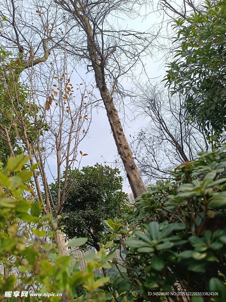 林间繁茂绿植与光秃树干