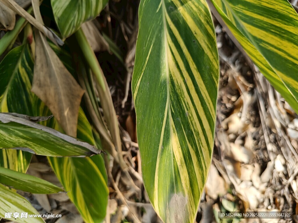 黄绿相间的斑斓叶片