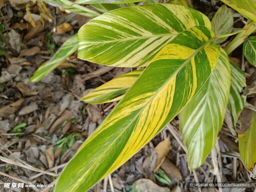 黄绿相间叶片特写