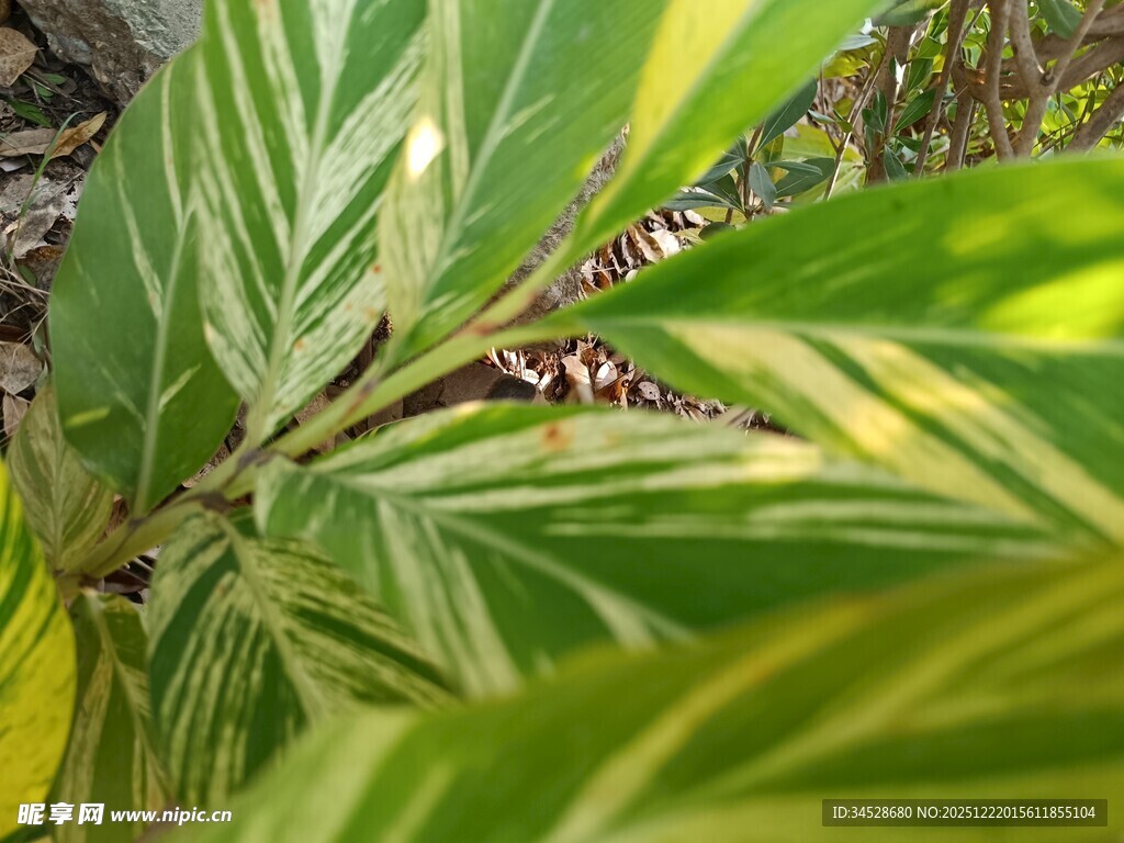 斑斓条纹叶片特写