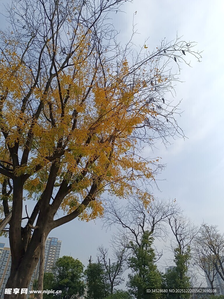 秋日银杏树枝叶金黄