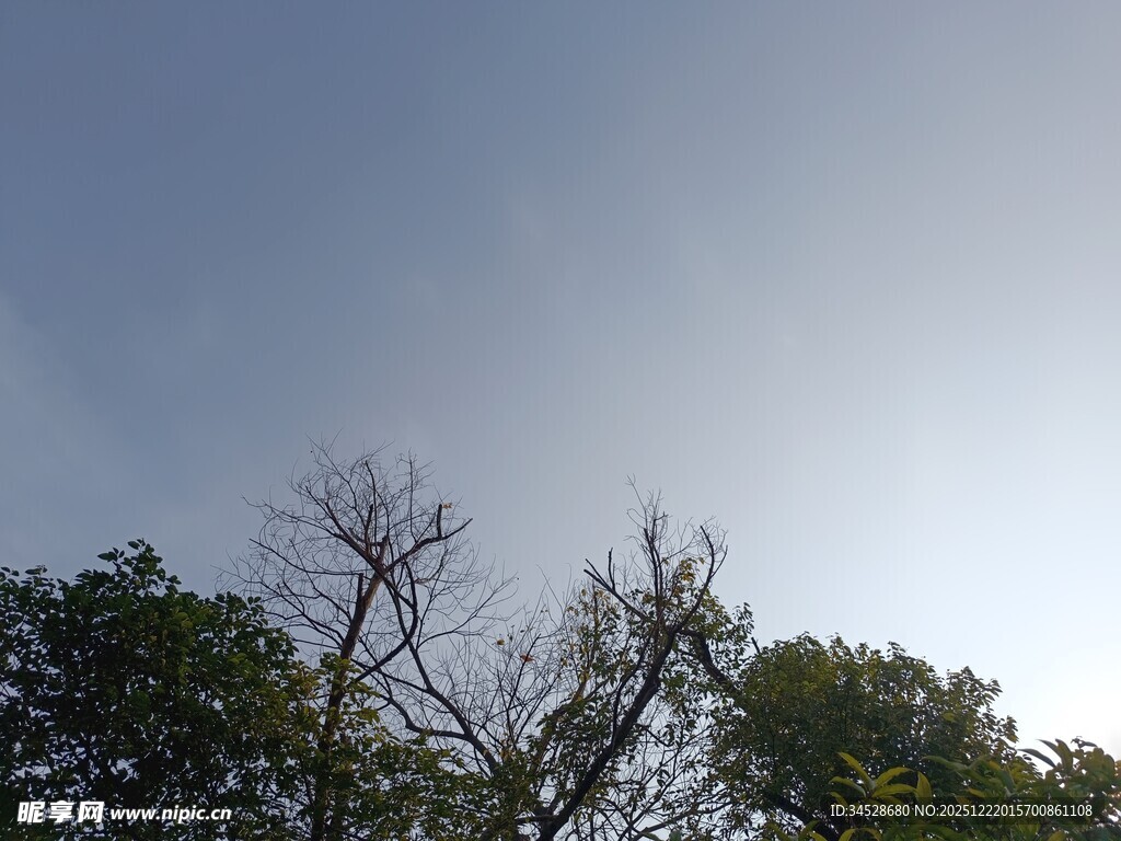 树梢之上的晴朗天空