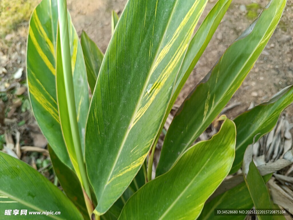 翠绿斑纹植物叶片特写