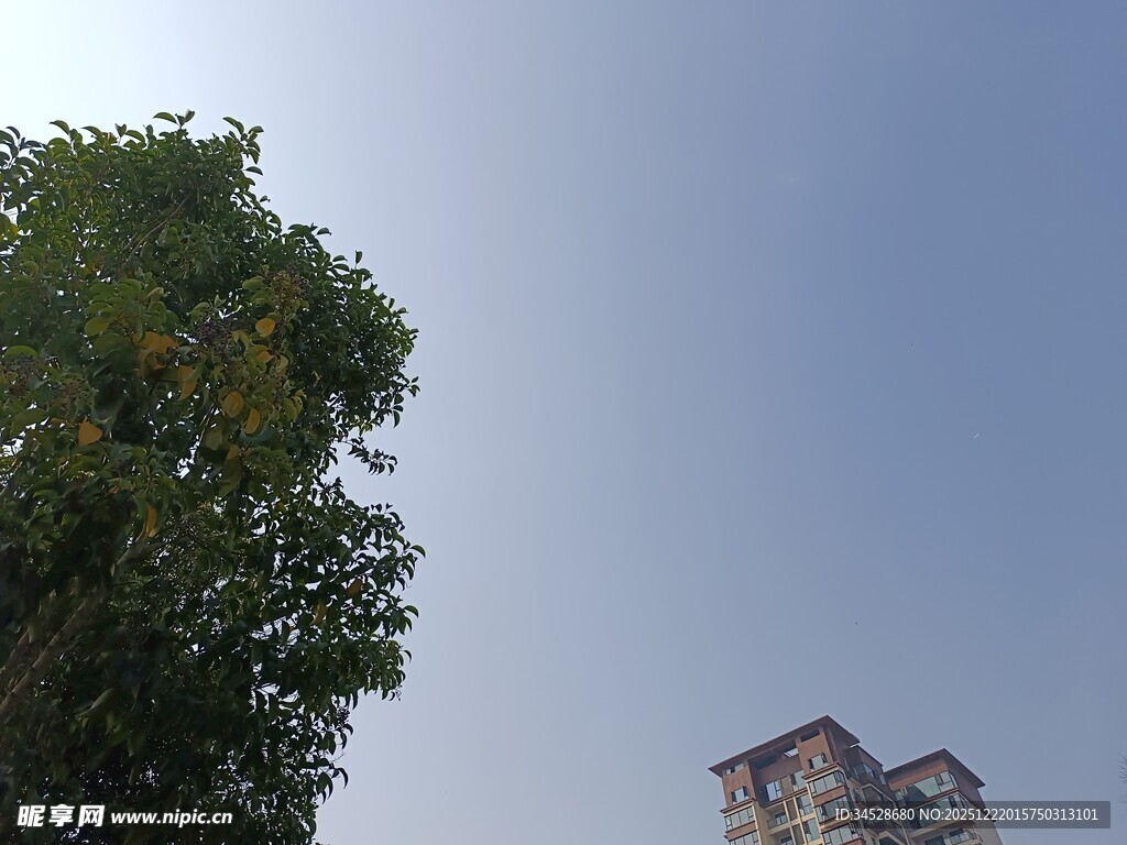 绿树旁的高楼景象