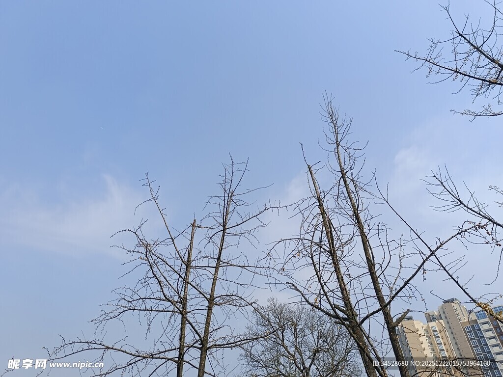 冬日枯树与远处高楼