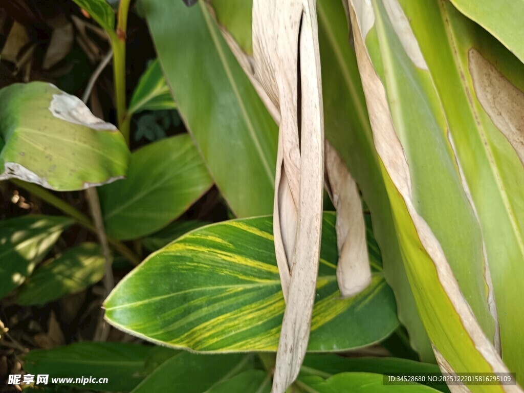 斑斓条纹叶片植物特写