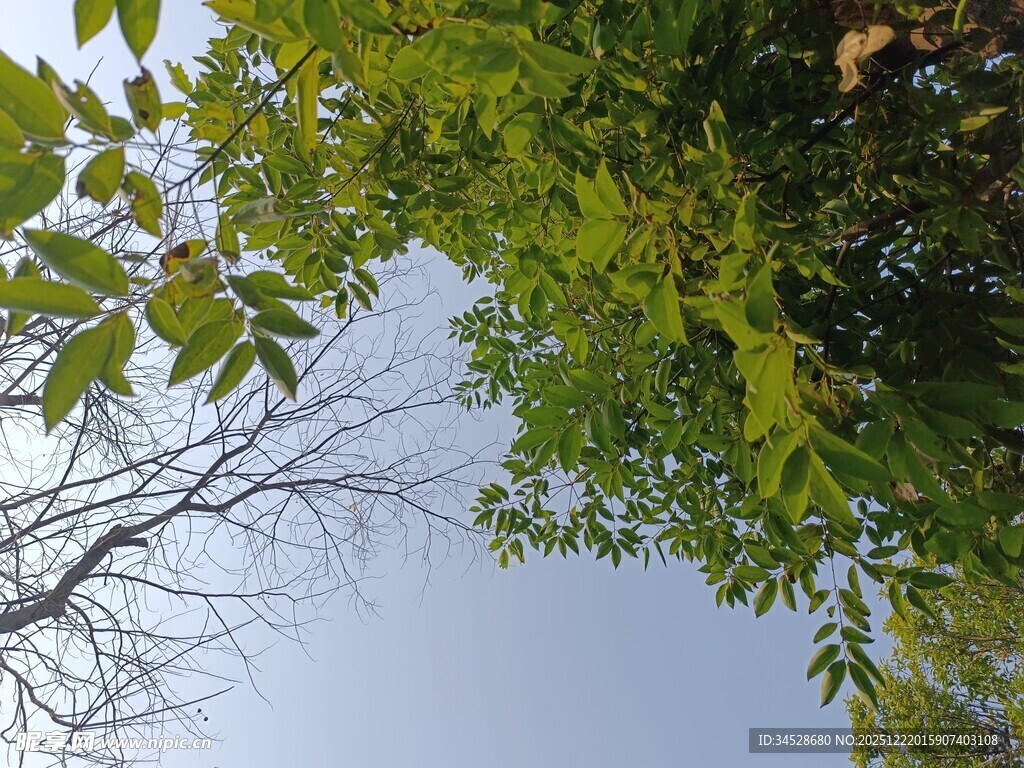 仰视翠绿枝叶与蓝天