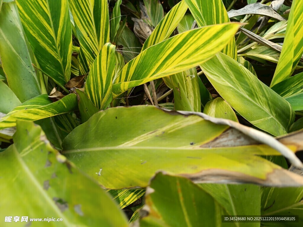 翠绿斑斓的植物叶片特写