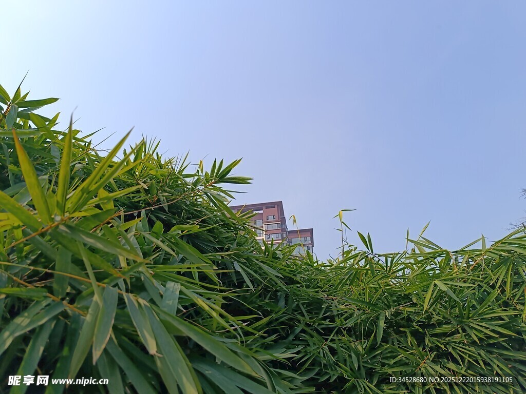 翠绿竹叶与远处建筑