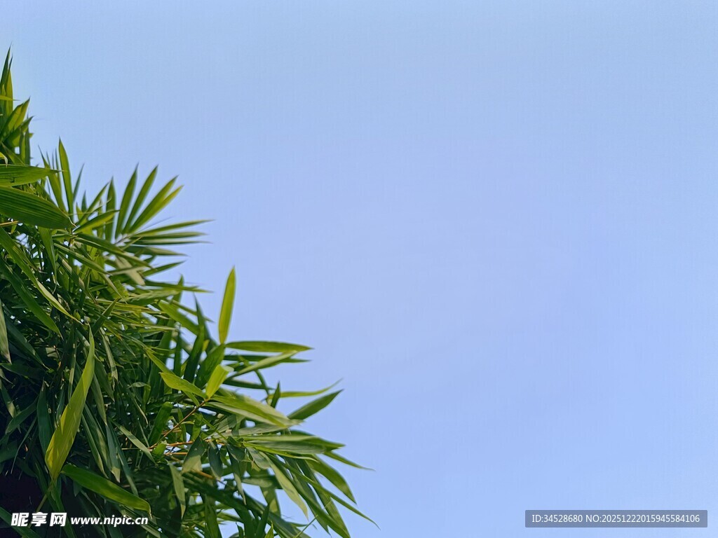 翠绿竹叶映衬蓝天