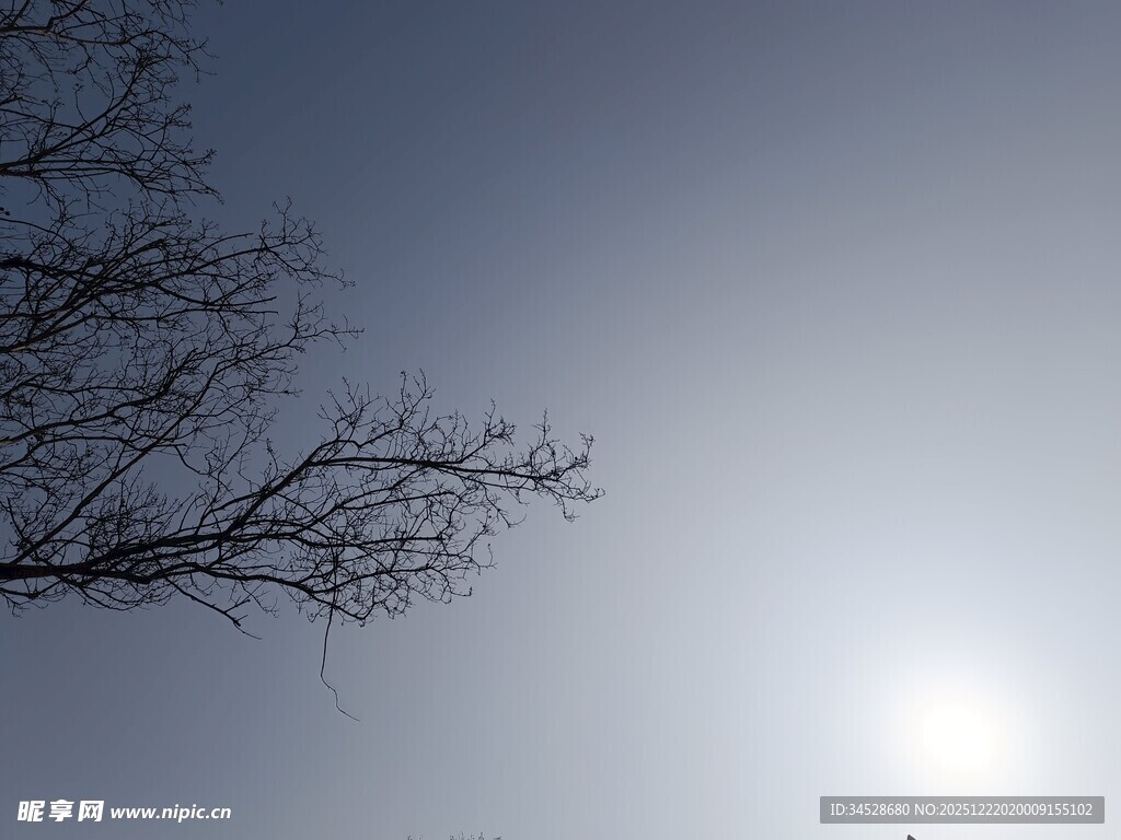 树枝映衬下的明亮日光