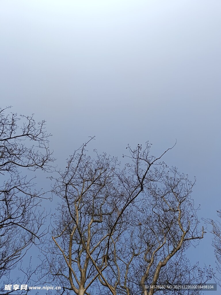 冬日光秃树枝与朦胧天空