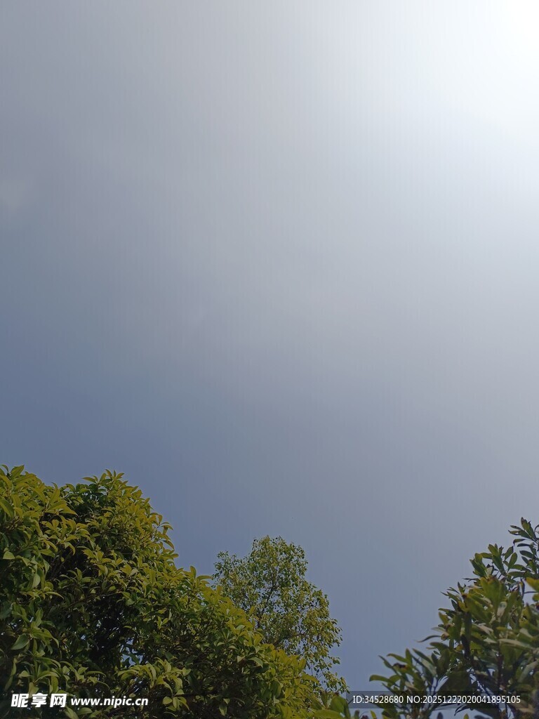 阳光下的绿树蓝天