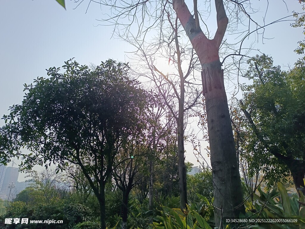 阳光洒落林间树木景象