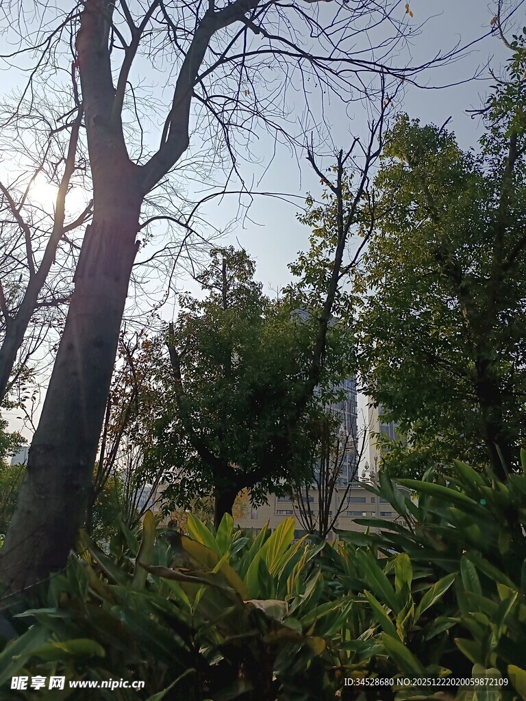 冬日枯树与葱郁绿植