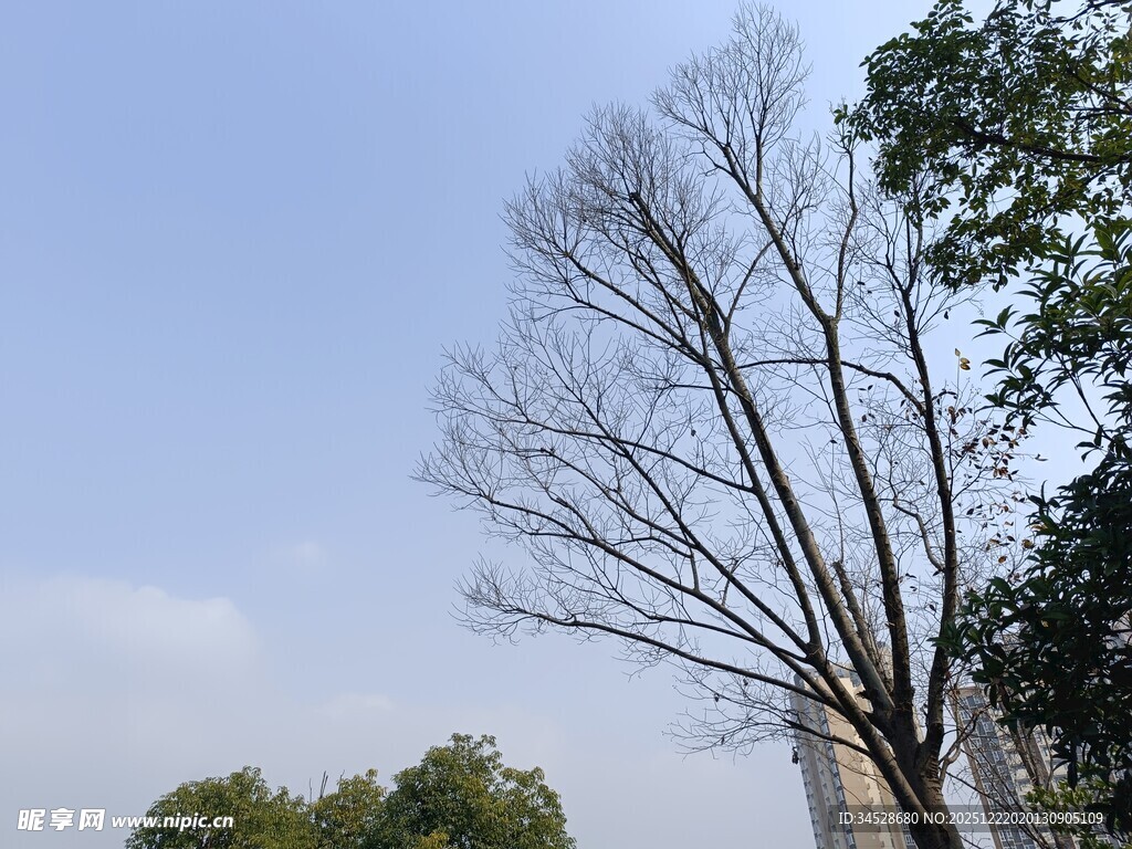 冬日枯树与蓝天景象