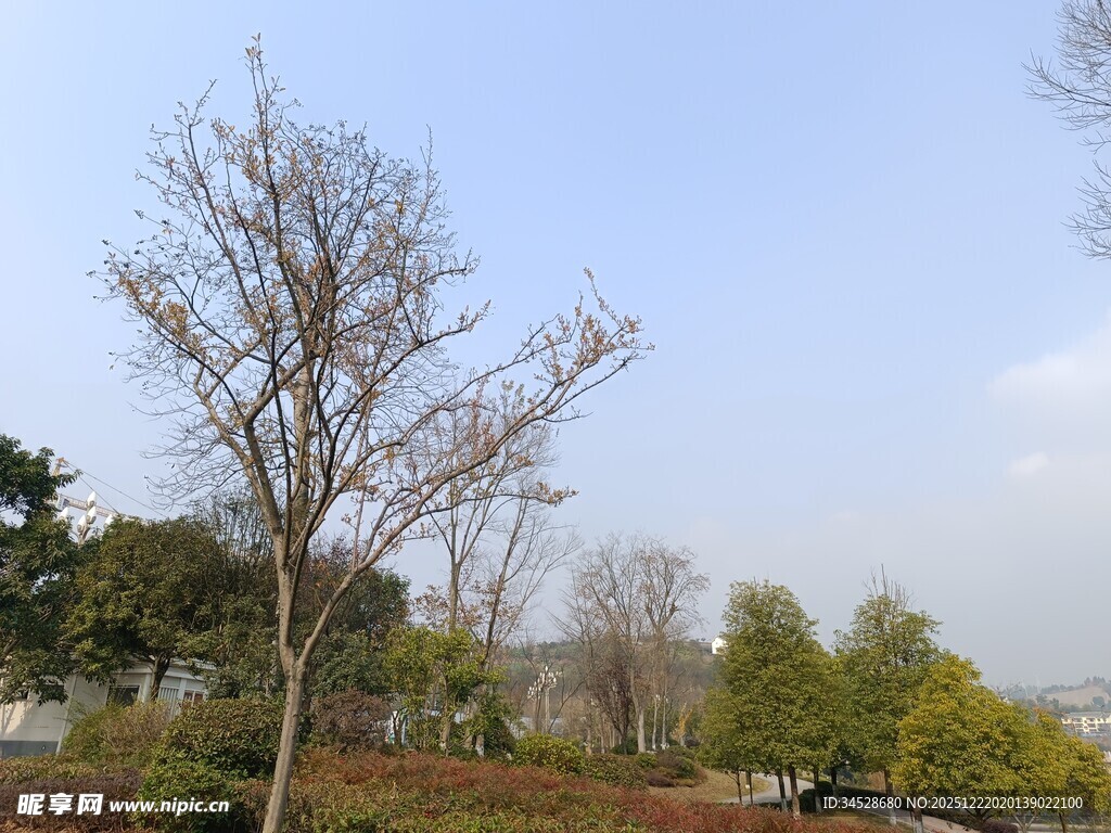 郊外光秃树木与周边景致
