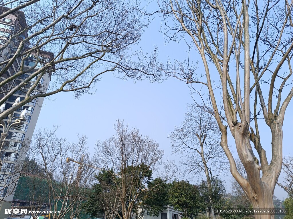 冬日光秃树木与高楼景象