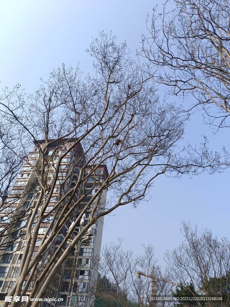 高楼旁光秃树木景观