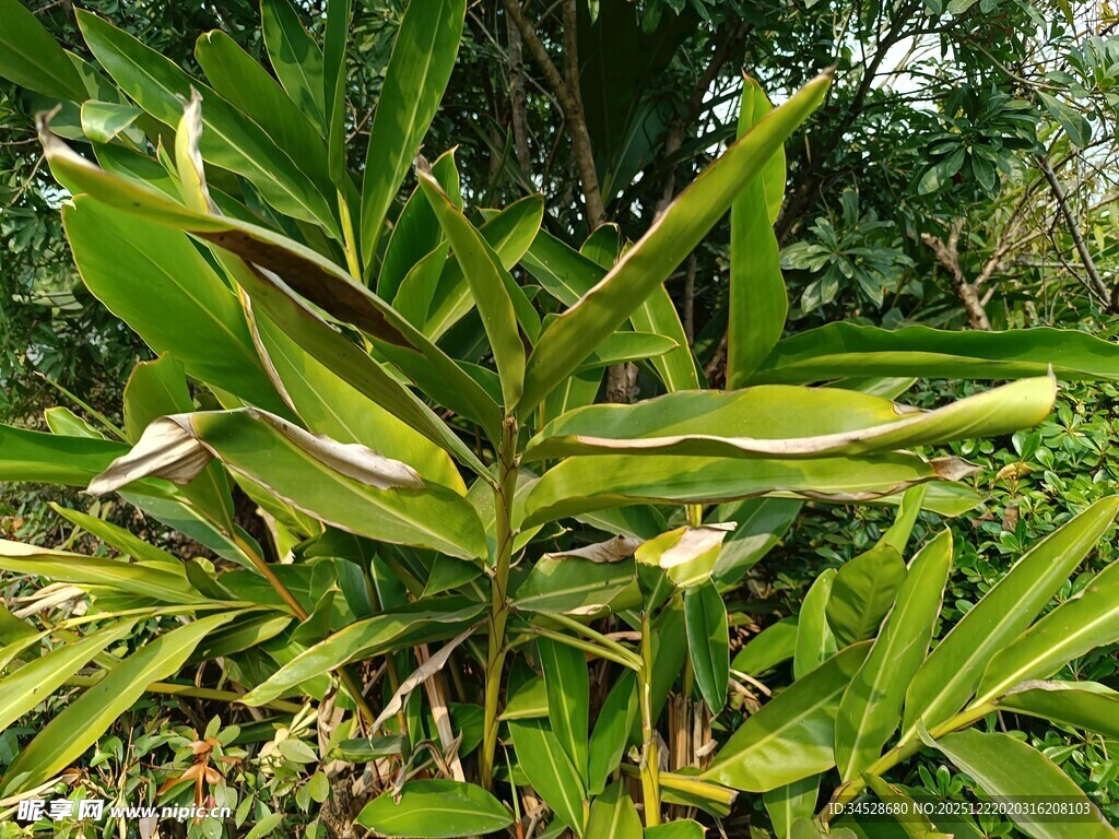 翠绿繁茂的热带观叶植物