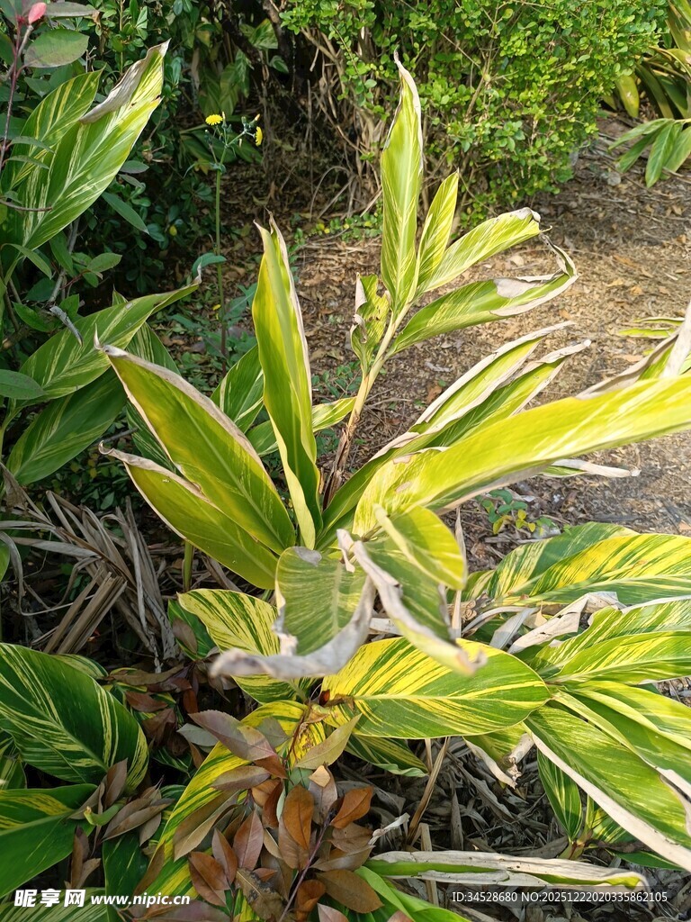 黄绿相间的斑斓植物叶片