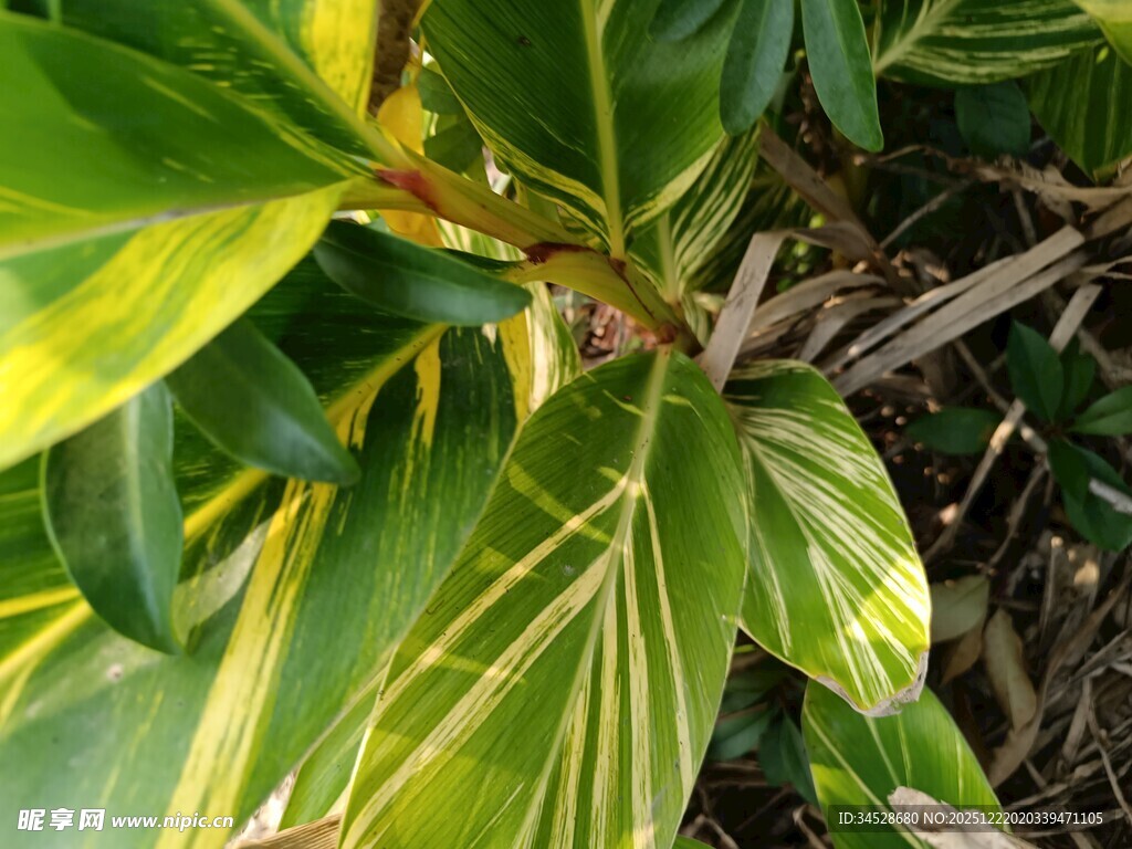 翠绿斑斓的植物叶片