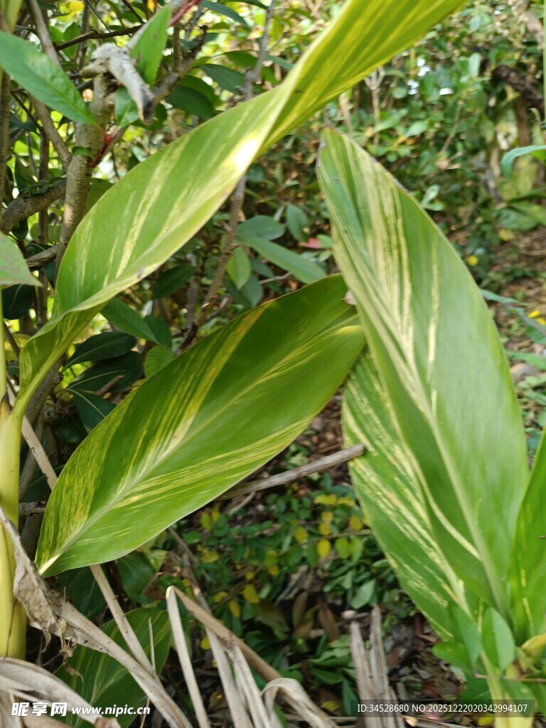 翠绿斑斓的热带植物叶片