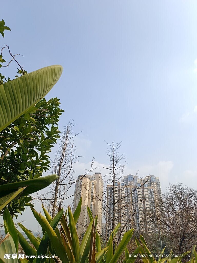 绿植掩映下的城市高楼