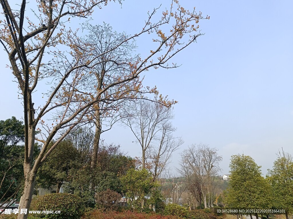 冬日城郊树木景观