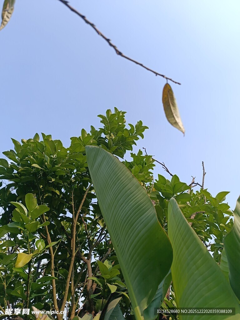 枝头枯叶伴绿叶