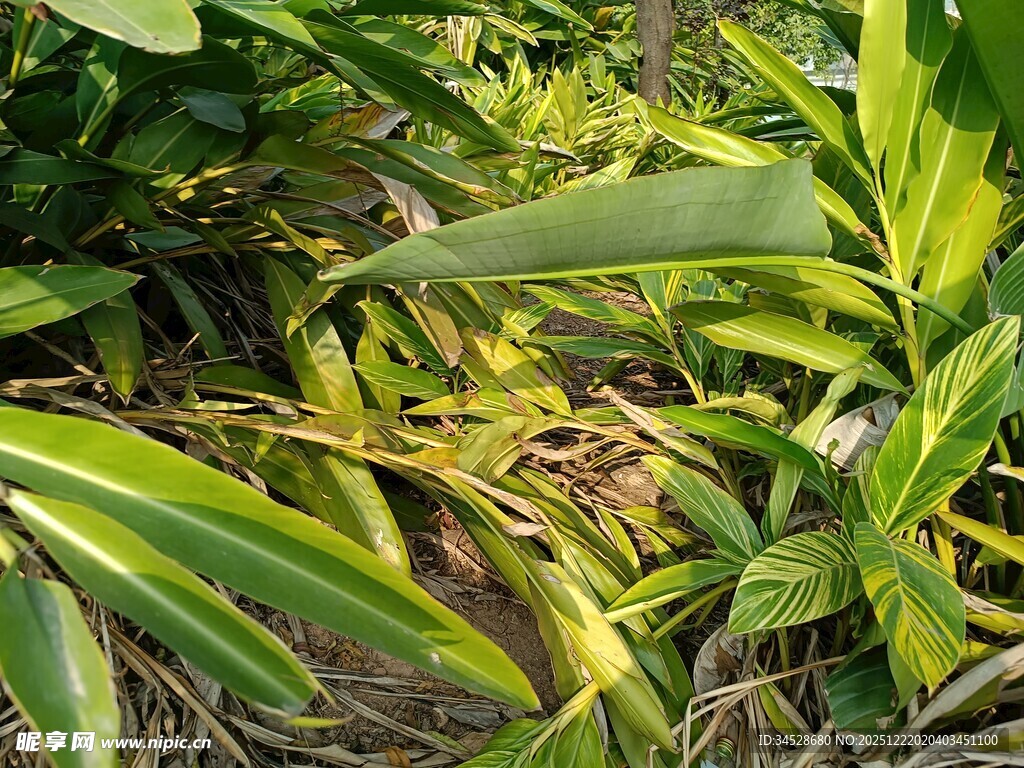 翠绿繁茂的热带植物景观