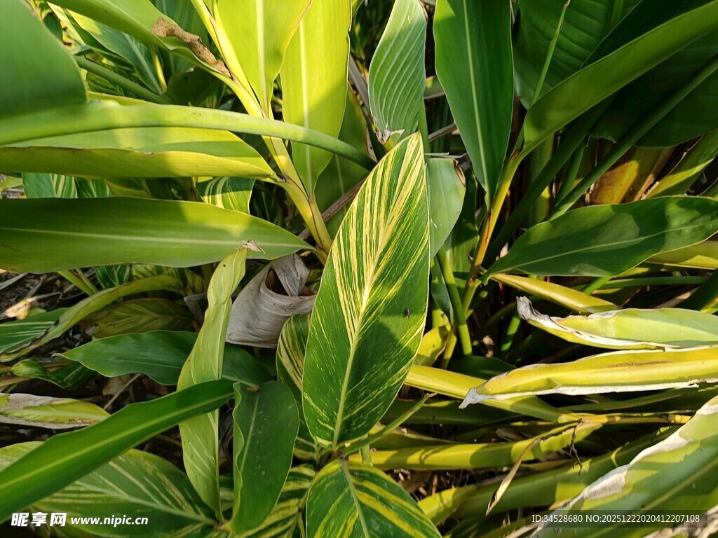 阳光下的翠绿植物叶片