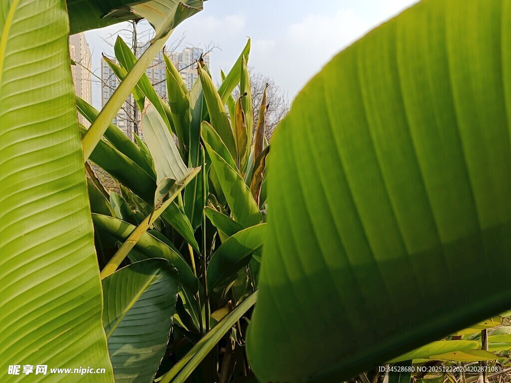 翠绿芭蕉叶特写