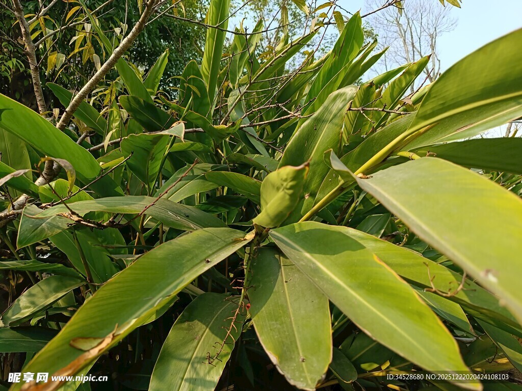 翠绿繁茂的热带植物景观
